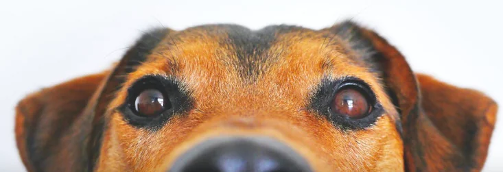 Occhiali smart per sostituire il cane guida